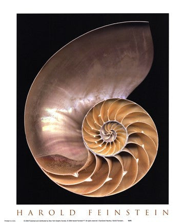 Chambered Nautilus