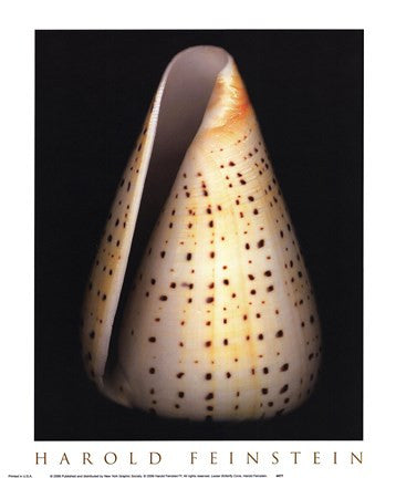 Lesser Butterfly Cone