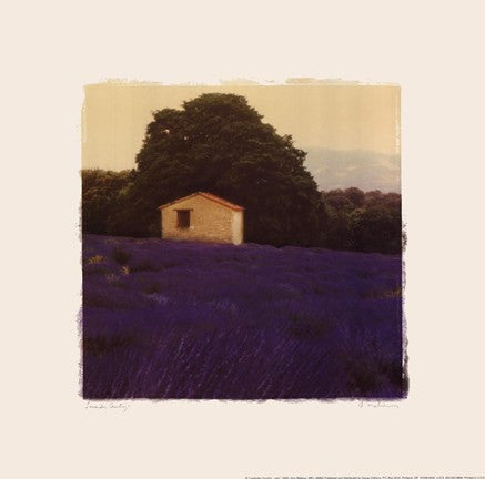 Lavender Country - Mini