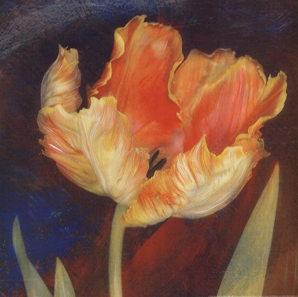 Dusk Tulip I