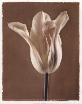 Lumiere Tulip I