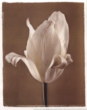 Lumiere Tulip II