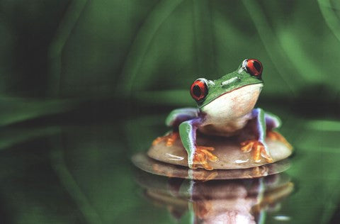 Red-Eyed Tree Frog