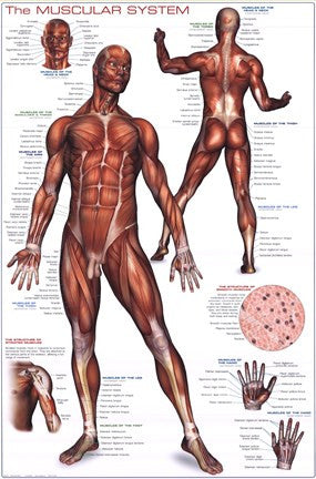 Muscular System