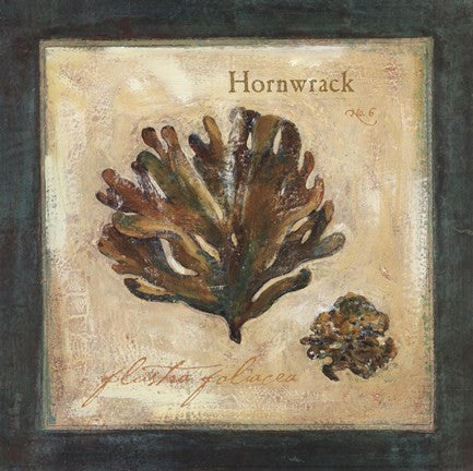 Hornwrack