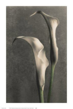 Two Lilies II