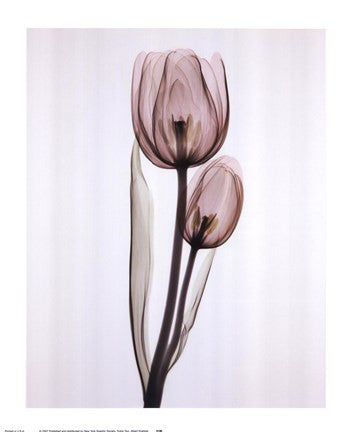 Tulipa Two