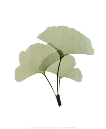 Ginko I