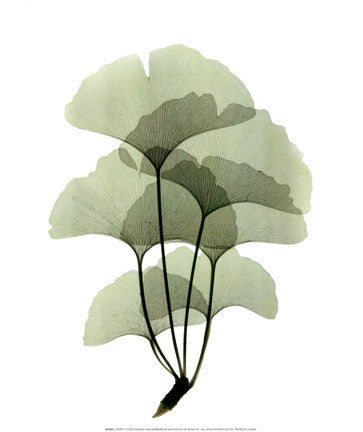 Ginko II