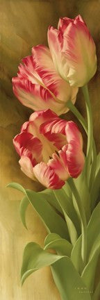 Spring's Parrot Tulip II