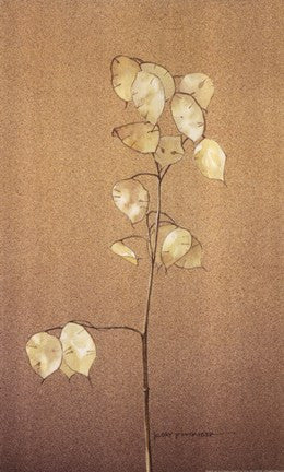 Lunaria Study I