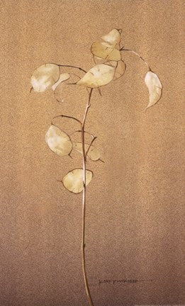 Lunaria Study II