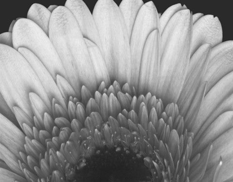 Gerbera