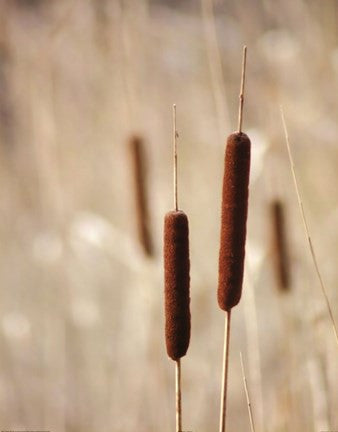 Cattails