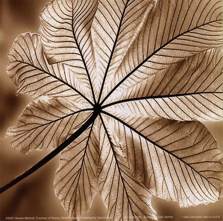 Autumn Leaf I