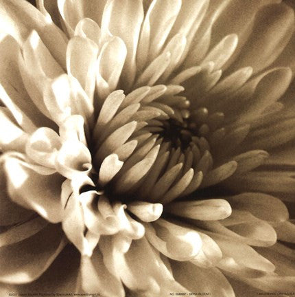 Sepia Bloom I