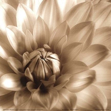 Sepia Bloom III