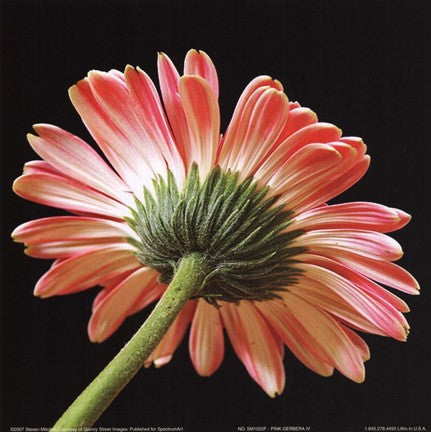 Pink Gerbera IV