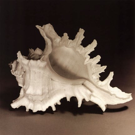 Spiny Shell I