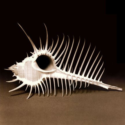 Spiny Shell II