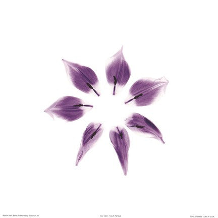 Tulip Petals