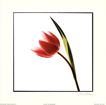 Tulip Impressions I