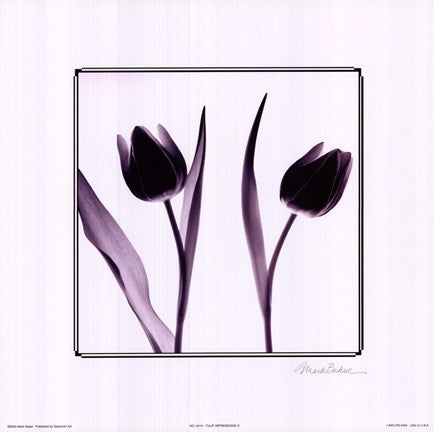 Tulip Impressions IV