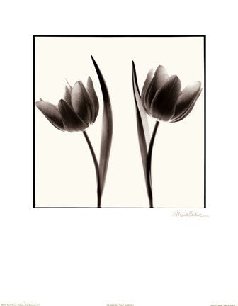 Tulip Shades II