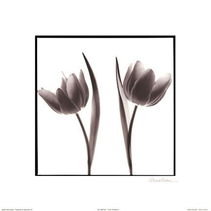 Tulip Shades II