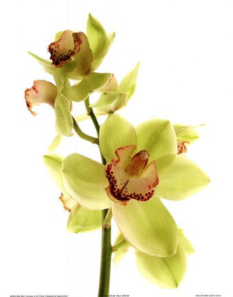 Pale Orchid