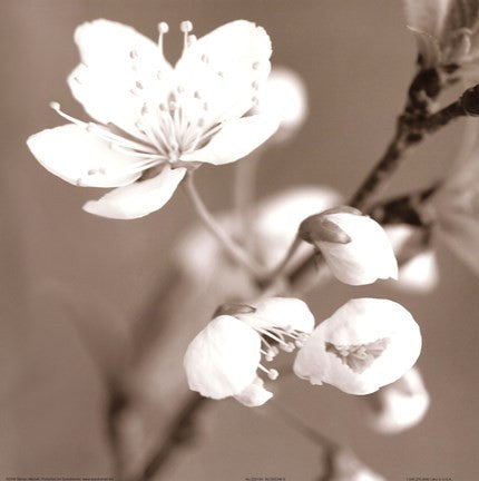 Blossom III - sepia