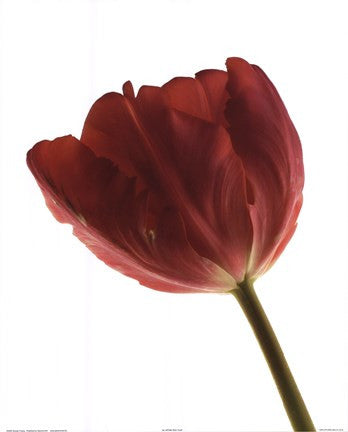 Red Tulip