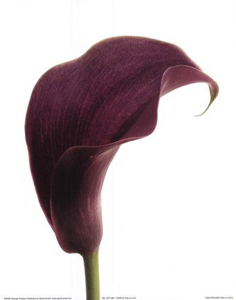 Purple Calla Lily