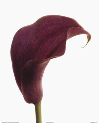 Purple Calla Lily