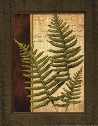 Fern Grotto III