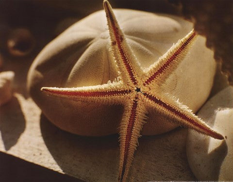 Starfish II