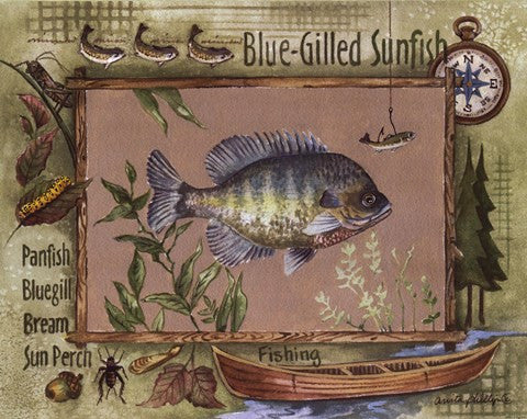 Blue-Gilled Sunfish