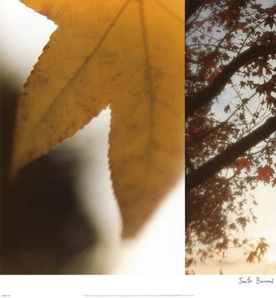 Autumn Leaves II