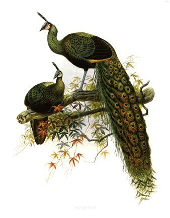 Pavo Muticus