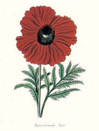 Papaver Cf Orientale