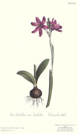 Ixia Latifolia Var Latifolia