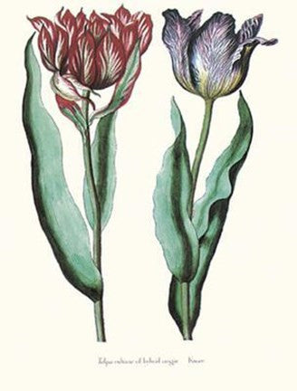 Tulipa Cultivar