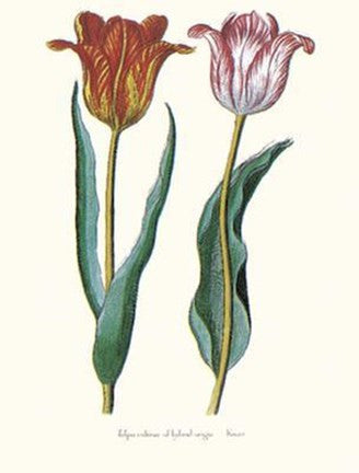 Tulipa Cultivar