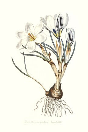 Crocus Biflorus