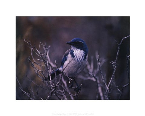 Scrub Jay