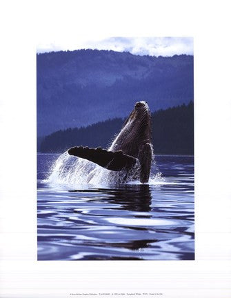 Humpback Whale