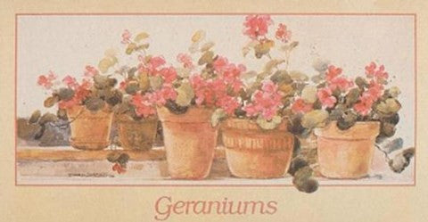 Geraniums