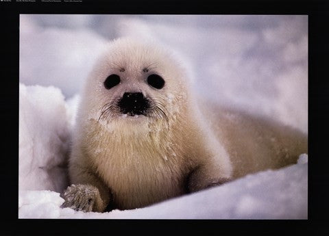 Harp Seal Pup