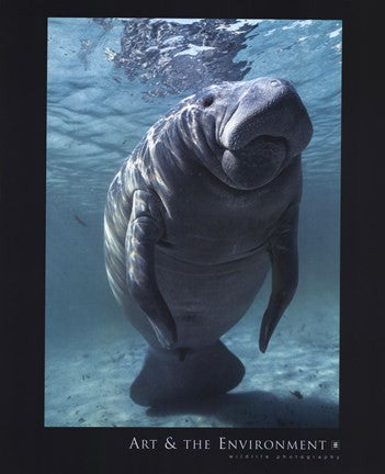 West indian Manatee