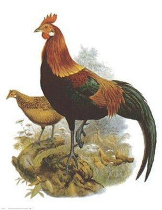 Rooster II